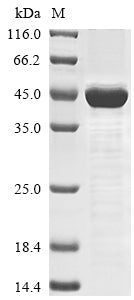 Greater than 85% as determined by SDS-PAGE.
