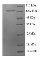 Greater than 90% as determined by SDS-PAGE.