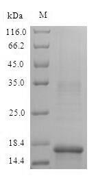 Greater than 90% as determined by SDS-PAGE.Recombinant Mouse Hemoglobin Subunit Alpha (HBA) Protein (His)