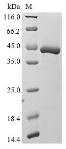 Greater than 85% as determined by SDS-PAGE.