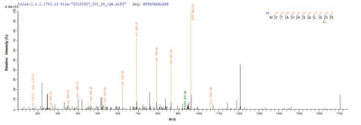 Based on the SEQUEST from database of E.coli host and target protein, the LC-MS/MS Analysis result of this product could indicate that this peptide derived from E.coli-expressed Homo sapiens (Human) HBG1.