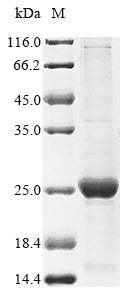 Greater than 85% as determined by SDS-PAGE.