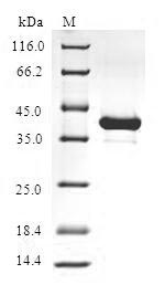 Greater than 90% as determined by SDS-PAGE.