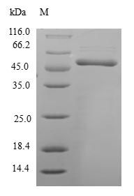 Greater than 90% as determined by SDS-PAGE.
