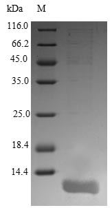 Greater than 85% as determined by SDS-PAGE.Recombinant Human Orexin Receptor Type 1 (HCRTR1) Protein (His&Myc)