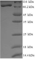 Greater than 90% as determined by SDS-PAGE.