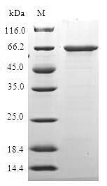 Greater than 90% as determined by SDS-PAGE.Recombinant Human Histone Deacetylase 11 (HDAC11) Protein (GST)