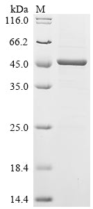 Greater than 85% as determined by SDS-PAGE.Recombinant Human Histone Deacetylase 11 (HDAC11) Protein (His)