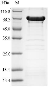Greater than 90% as determined by SDS-PAGE.Recombinant Human Histone Deacetylase 6 (HDAC6) Protein (His-SUMO)