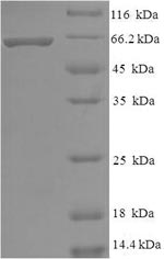 Greater than 90% as determined by SDS-PAGE.