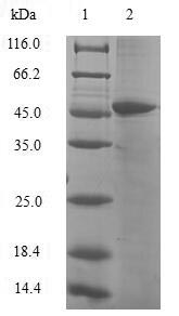 Greater than 90% as determined by SDS-PAGE.Recombinant Human Hemk Methyltransferase Family Member 2 (N6AMT1) Protein (GST)