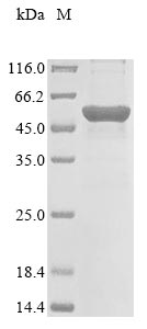 Greater than 85% as determined by SDS-PAGE.Recombinant Human Beta-Hexosaminidase Subunit Beta (HEXB) Protein (His&Myc)