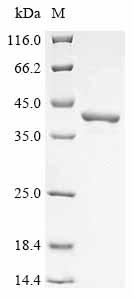Greater than 90% as determined by SDS-PAGE.