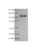 Greater than 90% as determined by SDS-PAGE.