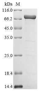 Greater than 85% as determined by SDS-PAGE.