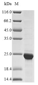 Greater than 85% as determined by SDS-PAGE.Recombinant Mouse Histone H2B Type 1-A (HIST1H2BA) Protein (His&Myc)