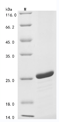 Greater than 85% as determined by SDS-PAGE.