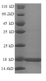 Greater than 90% as determined by SDS-PAGE.Recombinant Mouse Histone H2B Type 1-M (HIST1H2BM) Protein (His)