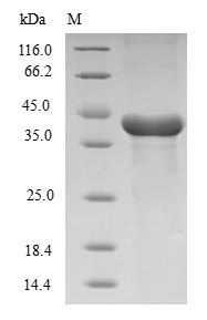 Greater than 90% as determined by SDS-PAGE.