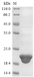 Greater than 85% as determined by SDS-PAGE.