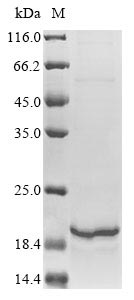 Greater than 85% as determined by SDS-PAGE.Recombinant Human Histone H3.1 (HIST1H3A) Protein (His)