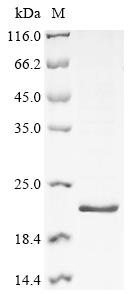 Greater than 85% as determined by SDS-PAGE.Recombinant Human Histone H4 (H4C1) Protein (His)