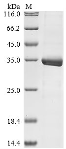 Greater than 85% as determined by SDS-PAGE.Recombinant Human Histone H4 (H4C1) Protein (His-GST)