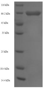Greater than 90% as determined by SDS-PAGE.Recombinant Human Hexokinase-1 (HK1) Protein (His-SUMO)