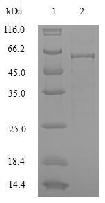 Greater than 90% as determined by SDS-PAGE.Recombinant Saccharomyces Cerevisiae Hexokinase-1 (HXK1) Protein (His)