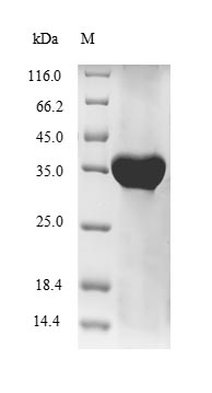 Greater than 85% as determined by SDS-PAGE.Recombinant Human Hla Class I Histocompatibility Antigen, Alpha Chain G (HLA-G) Protein (His)