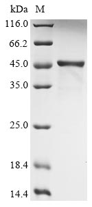 Greater than 90% as determined by SDS-PAGE.Recombinant Human Hla Class I Histocompatibility Antigen, Alpha Chain G (HLA-G) Protein (His-B2M)