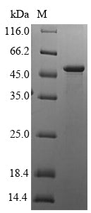 Greater than 90% as determined by SDS-PAGE.Recombinant Human Hla Class I Histocompatibility Antigen, Alpha Chain G (HLA-G) Protein (His-SUMO)