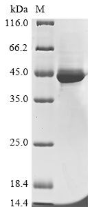 Greater than 85% as determined by SDS-PAGE.