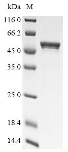 Greater than 90% as determined by SDS-PAGE.Recombinant Human High Mobility Group Protein B1 (HMGB1) Protein (GST)