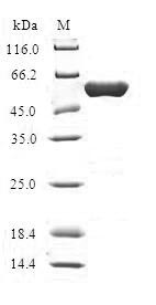 Greater than 90% as determined by SDS-PAGE.