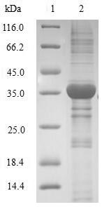 Greater than 90% as determined by SDS-PAGE.