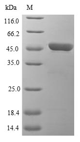 Greater than 85% as determined by SDS-PAGE.
