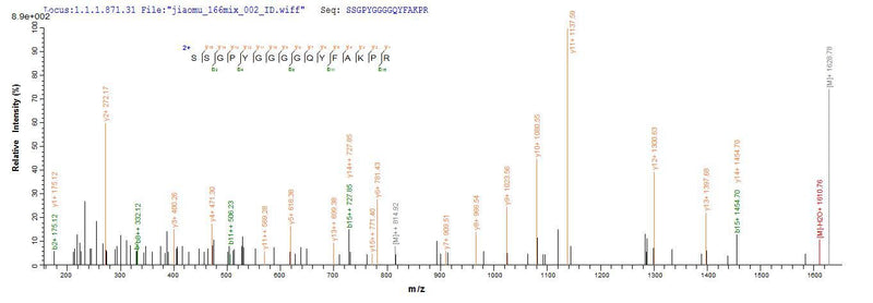 Based on the SEQUEST from database of E.coli host and target protein, the LC-MS/MS Analysis result of this product could indicate that this peptide derived from E.coli-expressed Homo sapiens (Human) HNRNPA1.Recombinant Human Heterogeneous Nuclear Ribonucleoprotein A1 (HNRNPA1) Protein (His)