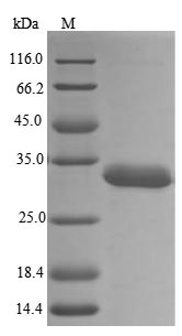 Greater than 85% as determined by SDS-PAGE.Recombinant Human Heterogeneous Nuclear Ribonucleoproteins A2/B1 (HNRNPA2B1) Protein (His)