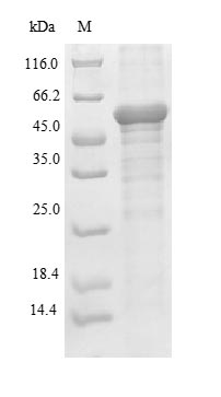 Greater than 90% as determined by SDS-PAGE.