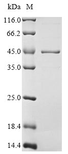 Greater than 85% as determined by SDS-PAGE.Recombinant Mouse Heterogeneous Nuclear Ribonucleoproteins A2/B1 (HNRNPA2B1) Protein (His)