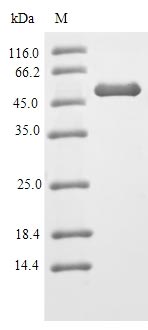 Greater than 90% as determined by SDS-PAGE.Recombinant Mouse Heterogeneous Nuclear Ribonucleoproteins A2/B1 (HNRNPA2B1) Protein (His-SUMO&Myc)