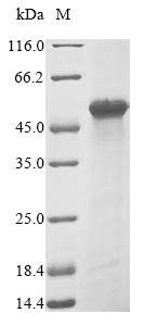 Greater than 85% as determined by SDS-PAGE.Recombinant Human Heterogeneous Nuclear Ribonucleoprotein A3 (HNRNPA3) Protein (His&Myc)