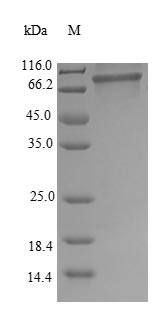 Greater than 90% as determined by SDS-PAGE.Recombinant Human Heterogeneous Nuclear Ribonucleoprotein M (HNRNPM) Protein (His-SUMO)
