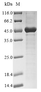 Greater than 85% as determined by SDS-PAGE.Recombinant Human Haptoglobin (HP)