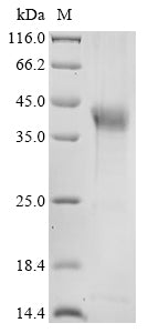 Greater than 85% as determined by SDS-PAGE.Recombinant Mouse Haptoglobin (HP) Protein (His)