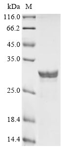 Greater than 90% as determined by SDS-PAGE.