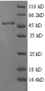 Greater than 90% as determined by SDS-PAGE.
