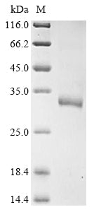 Greater than 90% as determined by SDS-PAGE.