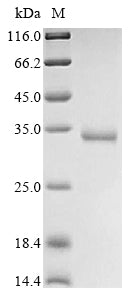 Greater than 90% as determined by SDS-PAGE.
